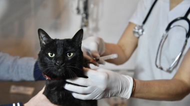 La vacunación antirrábica gratuita para mascotas llega a Arturo Segui
