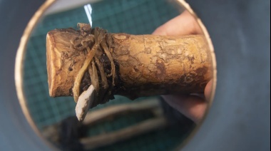 Investigadores del CONICET La Plata descubren avances tecnológicos en cazadores de hace 5.000 años